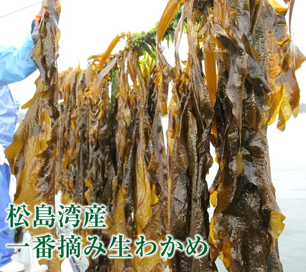 しおがまの藻塩 〜みやぎの香り藻塩〜